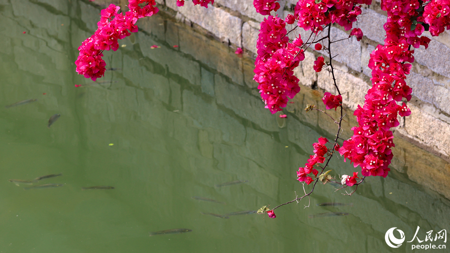 魚群在三角梅花枝下等待花蕊掉落。人民網(wǎng)記者 陳博攝