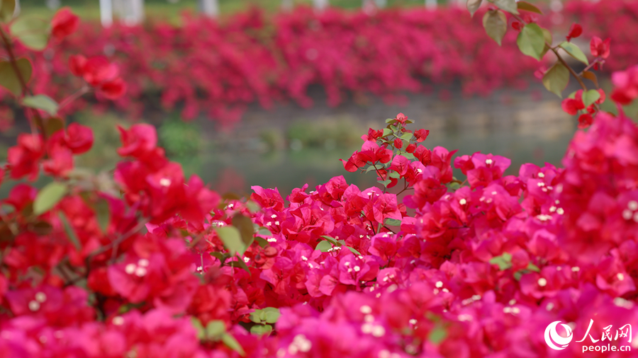 月美池四周花紅水綠美如畫。人民網(wǎng)記者 陳博攝