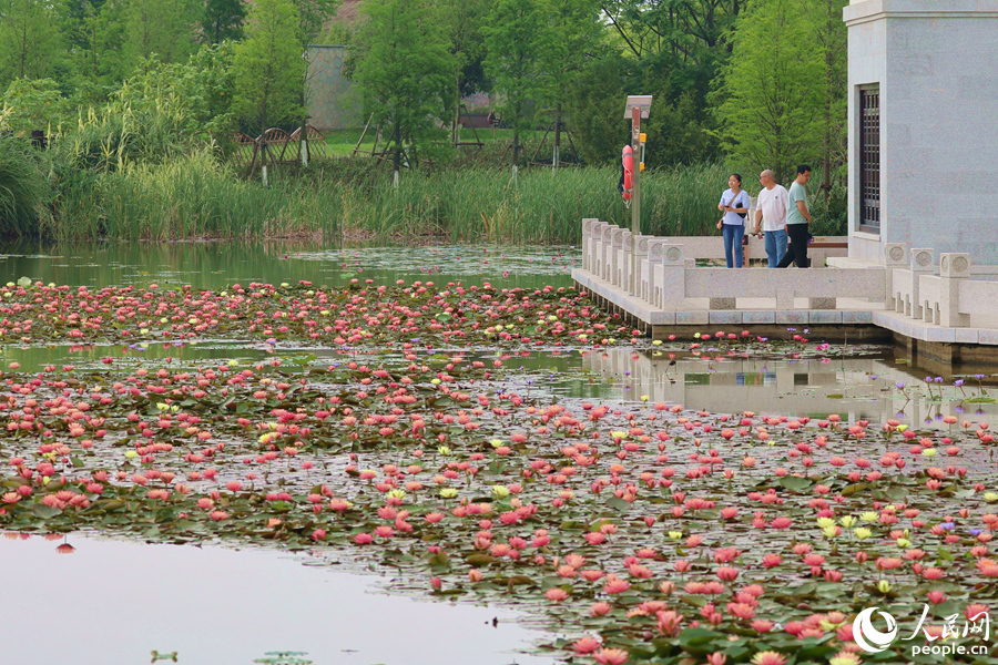 絢麗多彩的睡蓮在池中競相綻放。人民網(wǎng)記者 陳博攝
