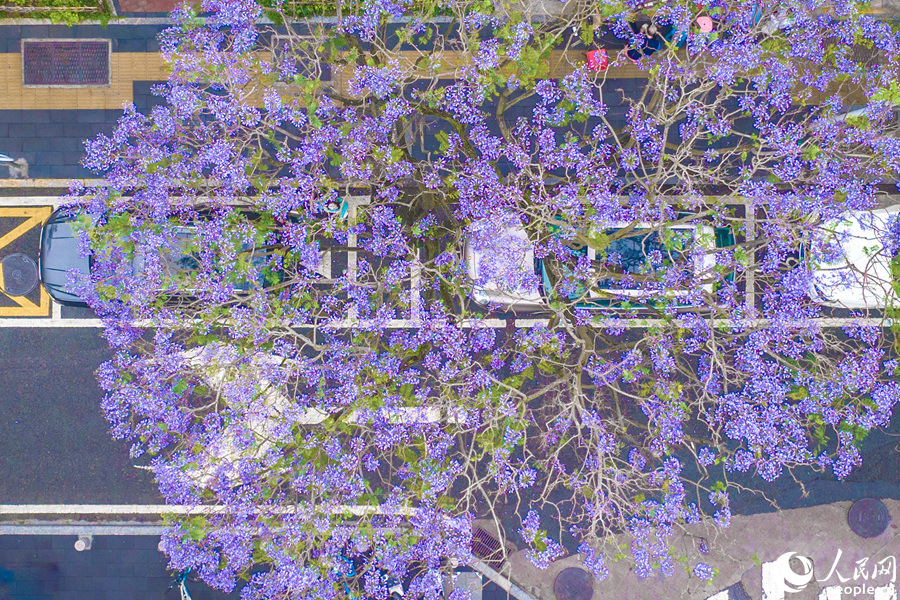 廈門思明官任路藍(lán)花楹繁花滿樹。人民網(wǎng)記者 陳博攝