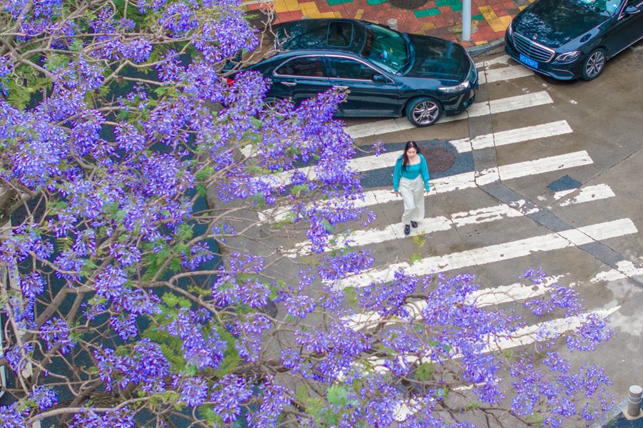 市民游客漫步藍(lán)花楹樹下。許秋珩攝