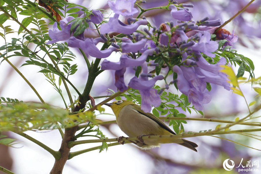 繡眼鳥在藍(lán)花楹枝頭覓食。人民網(wǎng)記者 陳博攝