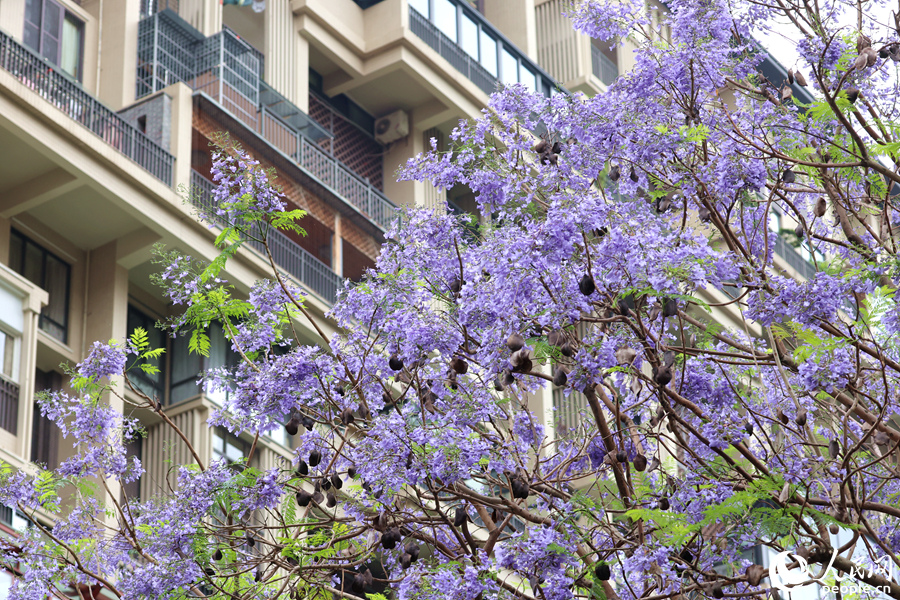 藍(lán)紫色花朵隨風(fēng)輕舞。人民網(wǎng)記者 陳博攝