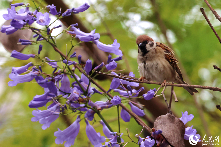 麻雀在藍(lán)花楹枝頭啼鳴。人民網(wǎng)記者 陳博攝