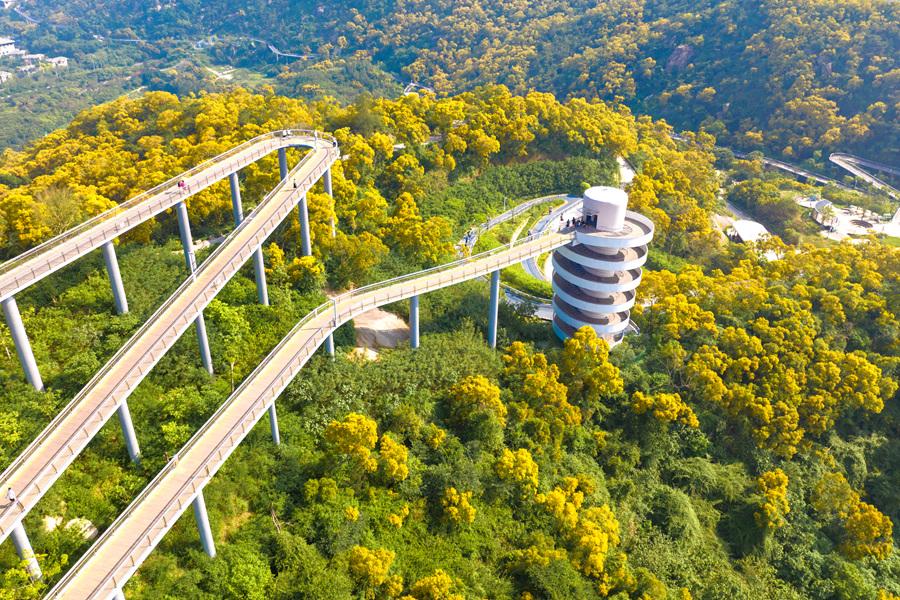 在廈門市思明區(qū)的東坪山上，漫山遍野的相思花競(jìng)相綻放。許秋珩攝