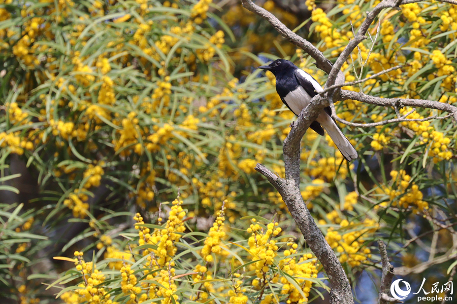 鵲鴝在相思樹枝頭流連。人民網(wǎng)記者 陳博攝