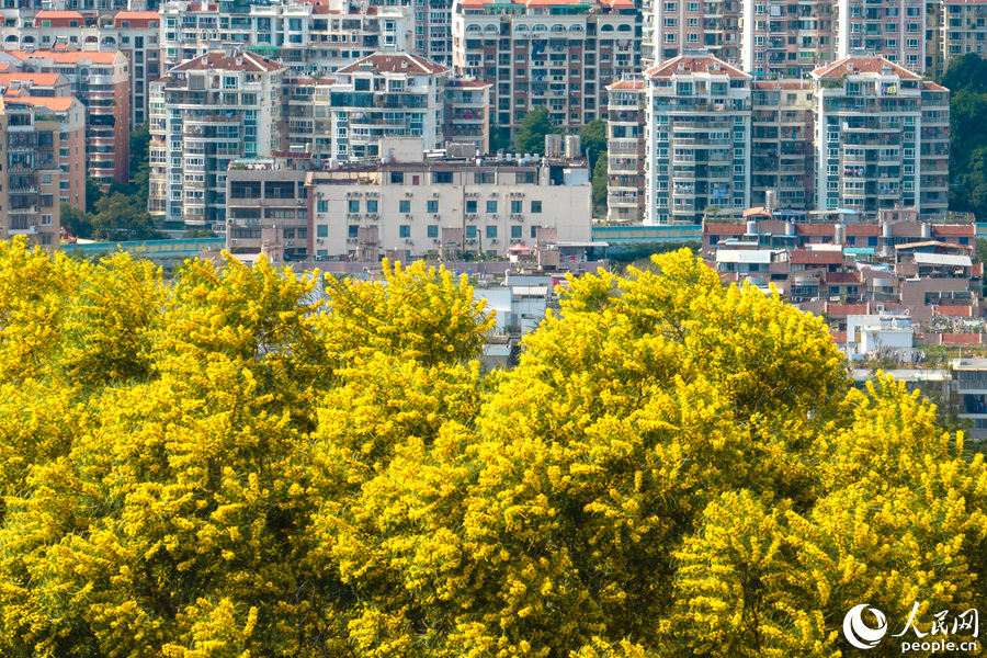 相思花隨風(fēng)搖曳生姿，在陽(yáng)光下顯得格外耀眼。人民網(wǎng)記者 陳博攝