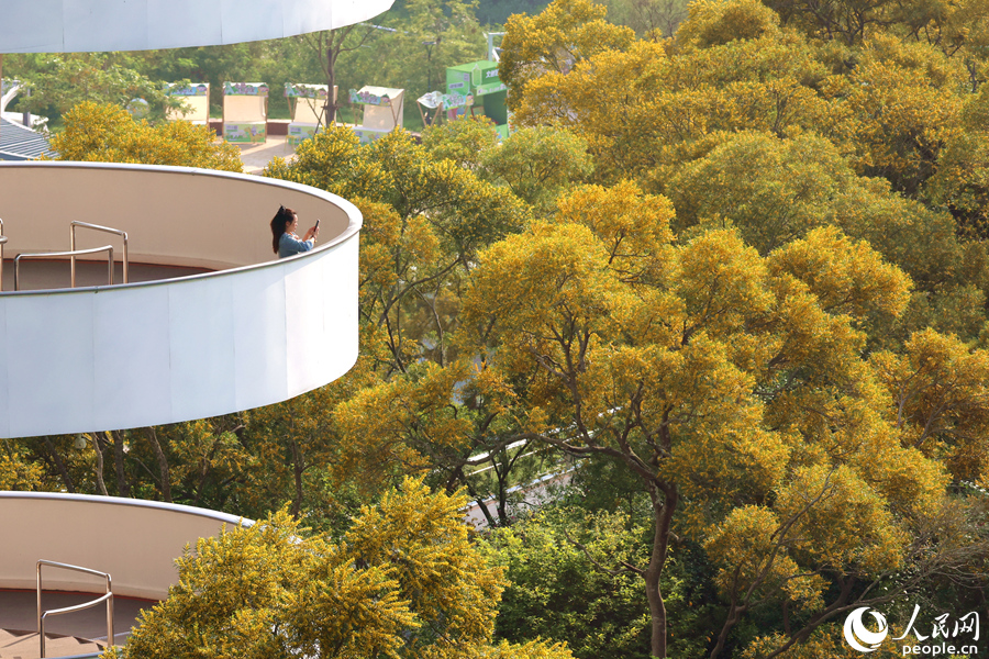 游客用手機(jī)拍攝金燦燦的相思樹“花浪”。人民網(wǎng)記者 陳博攝