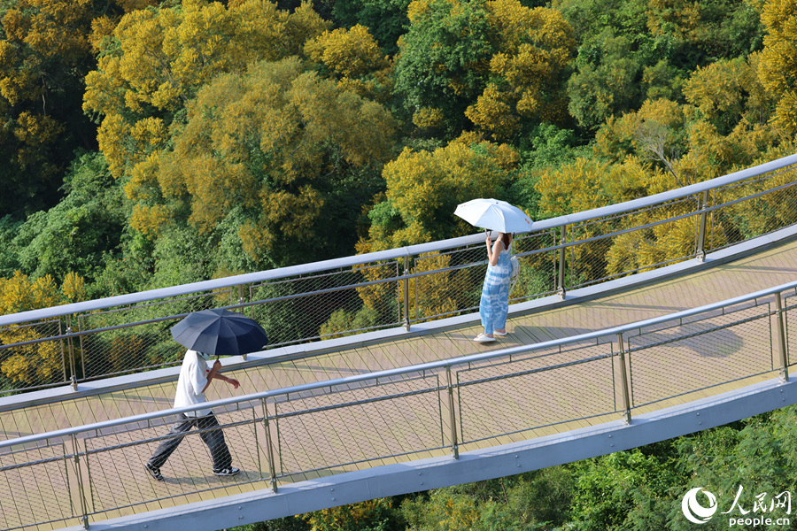 山坡上的黃花引得市民游客前來(lái)觀賞。人民網(wǎng)記者 陳博攝