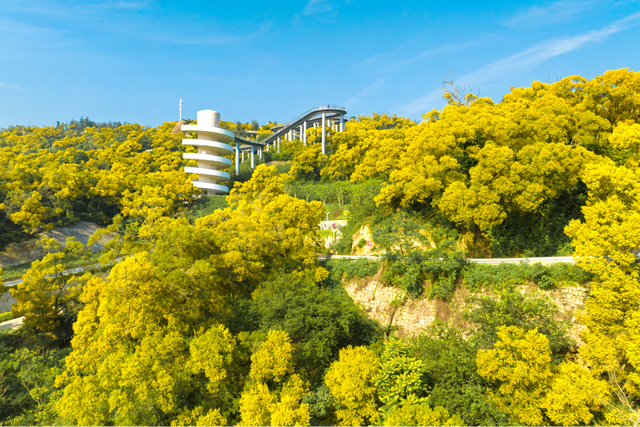 盛開的相思花為四季常青的山谷披上一層“黃金甲”。許秋珩攝