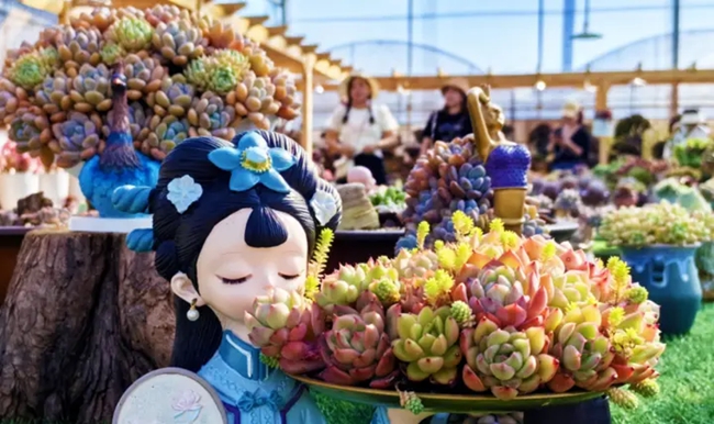 色彩斑斕的多肉植物。