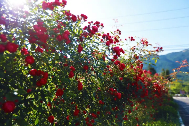周寧縣大力招商引資，建設(shè)“花鯉小鎮(zhèn)”。