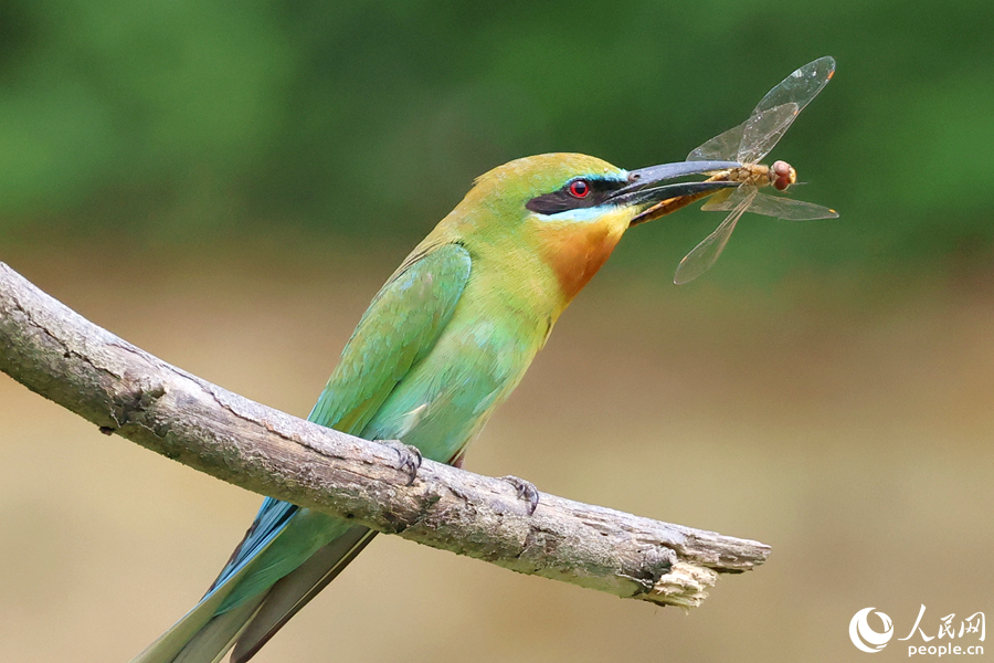 身披靚麗羽毛的栗喉蜂虎捕食蜻蜓。人民網(wǎng)記者 陳博攝