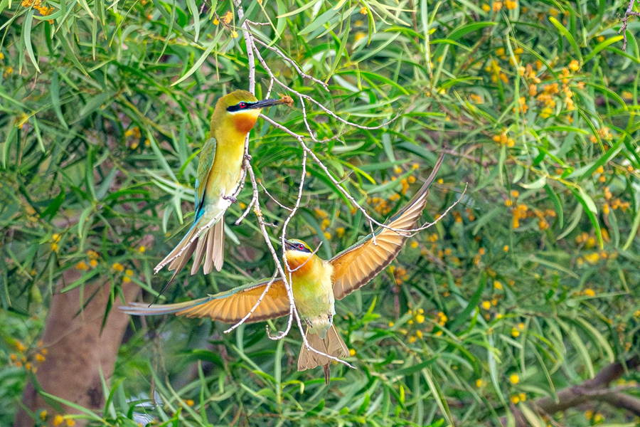 相思樹黃花綴滿枝頭，引得栗喉蜂虎在花海中穿梭。周志強(qiáng)攝