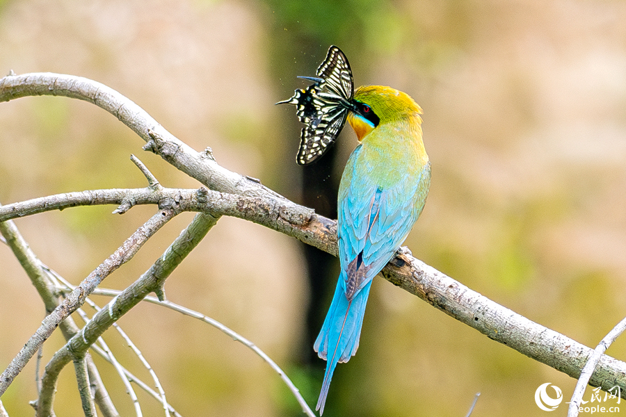 銜著蝴蝶的栗喉蜂虎在臨水枯木上停歇。人民網(wǎng)記者 陳博攝