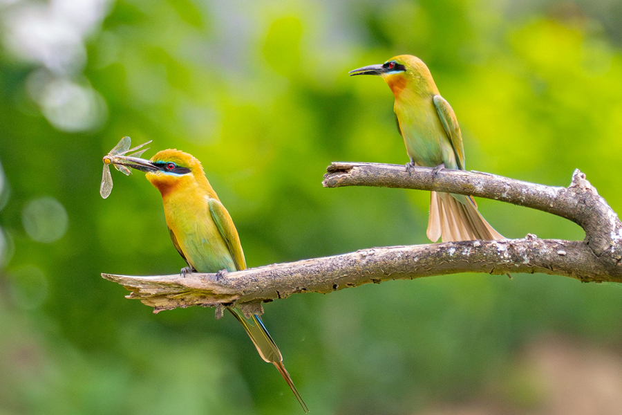 在保護(hù)區(qū)中，瓜果飄香常年引來蜂蝶流連，為栗喉蜂虎提供了豐沛的食物資源。周志強(qiáng)攝