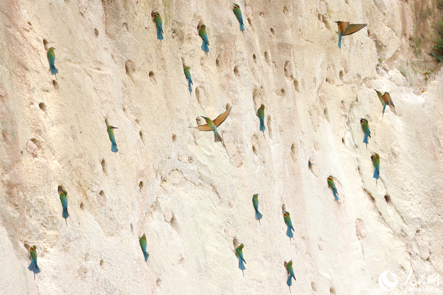 在保護(hù)區(qū)內(nèi)的騎馬山崖面上，已聚集著不少前來營巢的栗喉蜂虎。人民網(wǎng)記者 陳博攝