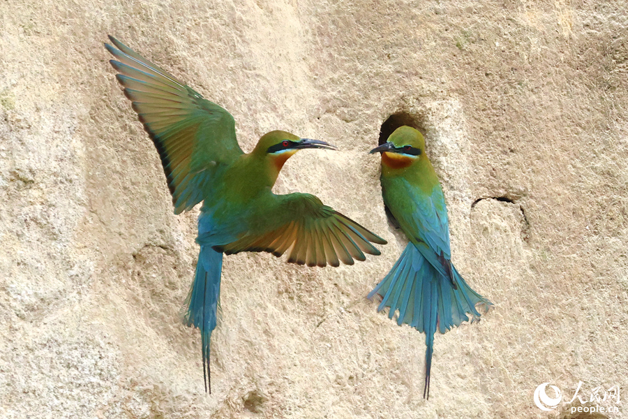 栗喉蜂虎喜于崖面孔洞安家。人民網(wǎng)記者 陳博攝