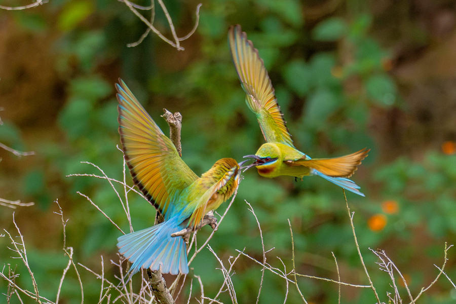 栗喉蜂虎在保護(hù)區(qū)的樹林中嬉戲打鬧。周志強(qiáng)攝