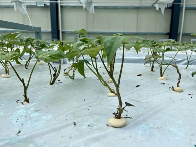 霧培室的苗床上，馬鈴薯苗綠意盎然。