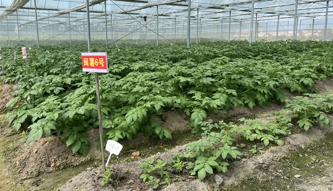 馬鈴薯培育大棚。