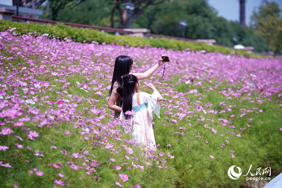 大片花海吸引眾多市民和游客拍照打卡。人民網(wǎng)記者 蘭志飛攝