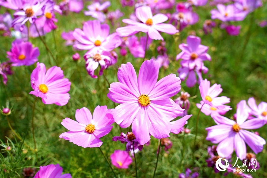 公園里盛開(kāi)的波斯菊。人民網(wǎng)記者 蘭志飛攝