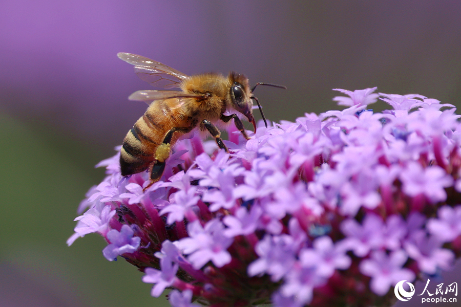 氤氳香氣引來(lái)蜜蜂采蜜。人民網(wǎng)記者 陳博攝