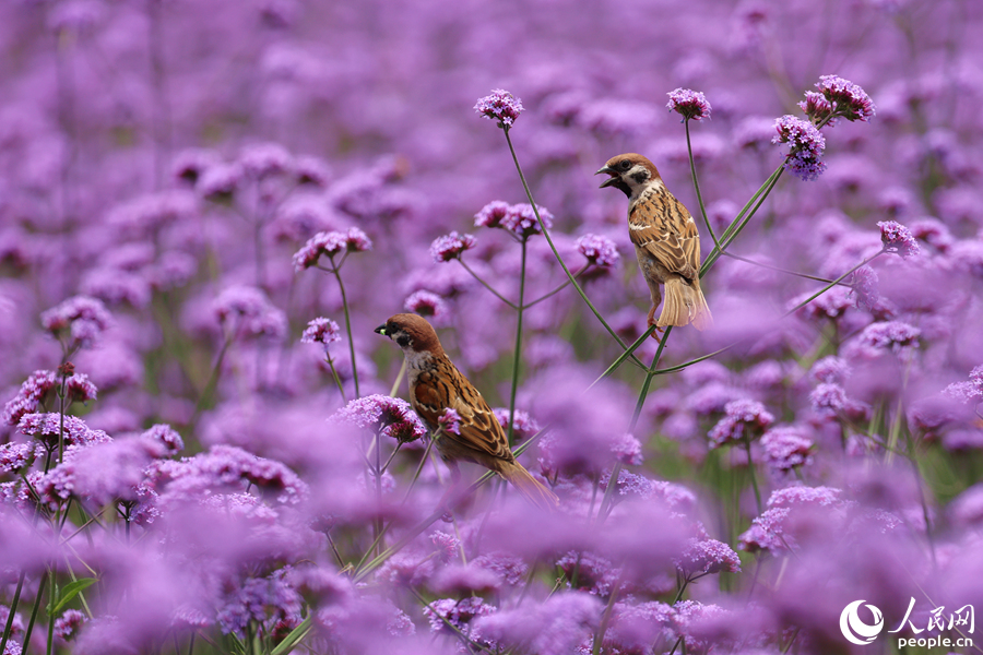 麻雀在馬鞭草花海中覓食。人民網(wǎng)記者 陳博攝