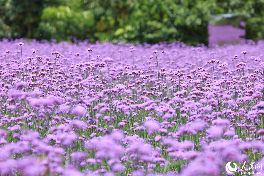 “亂花漸欲迷人眼”。人民網(wǎng)記者 陳博攝