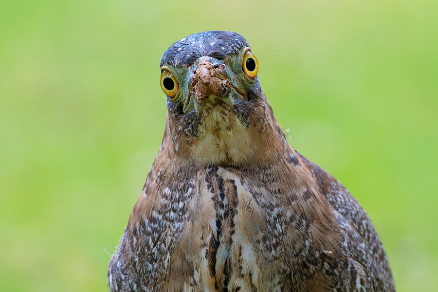 正面觀賞黑冠鳽，表情顯得十分可愛。周龍杰攝