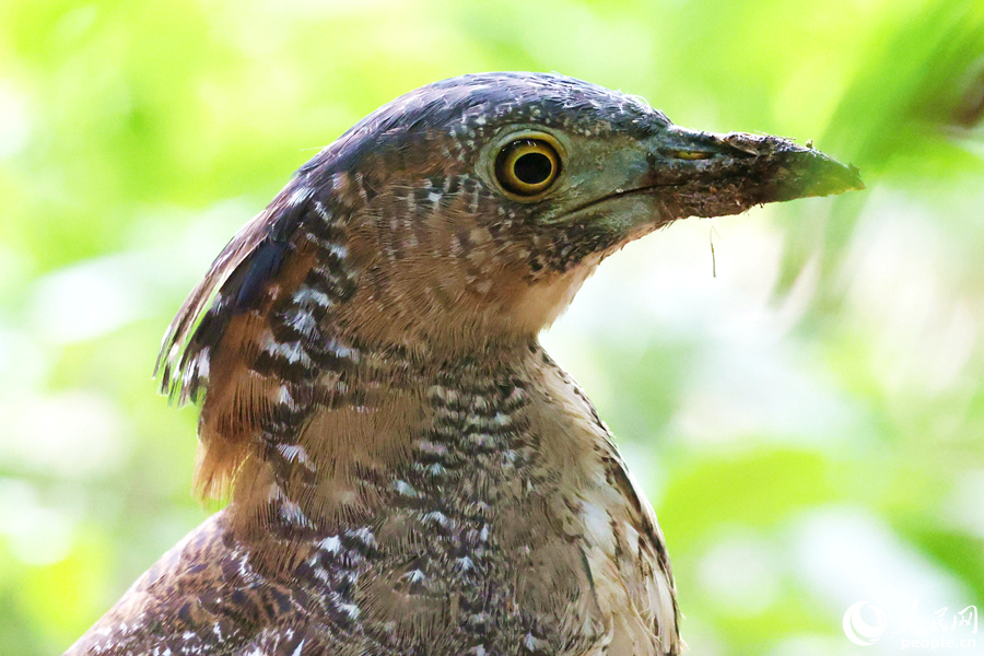 黑冠鳽善用嘴從泥土中尋找蚯蚓。人民網(wǎng)記者 陳博攝