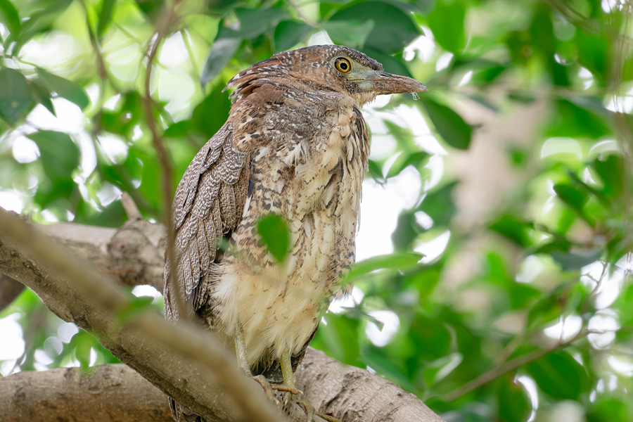 黑冠鳽在樹上休憩。周志強攝