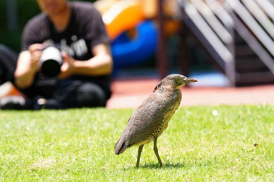 在廈門現(xiàn)身的黑冠鳽不怯生，在小區(qū)中來去自如。李宏偉攝