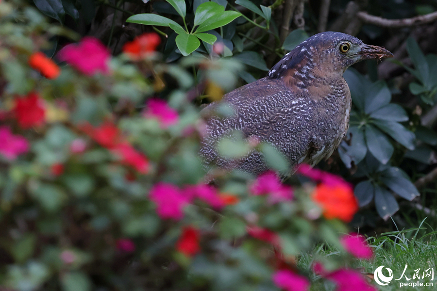 黑冠鳽在小區(qū)花壇邊漫步。人民網(wǎng)記者 陳博攝