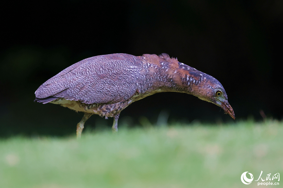 黑冠鳽在草地中覓食。人民網(wǎng)記者 陳博攝