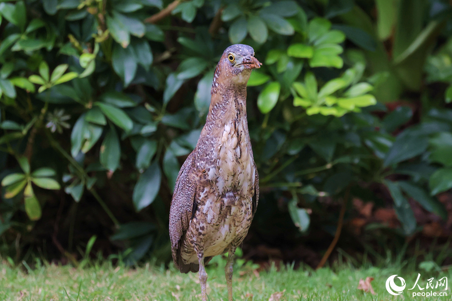 黑冠鳽伸長脖子遠望。人民網(wǎng)記者 陳博攝