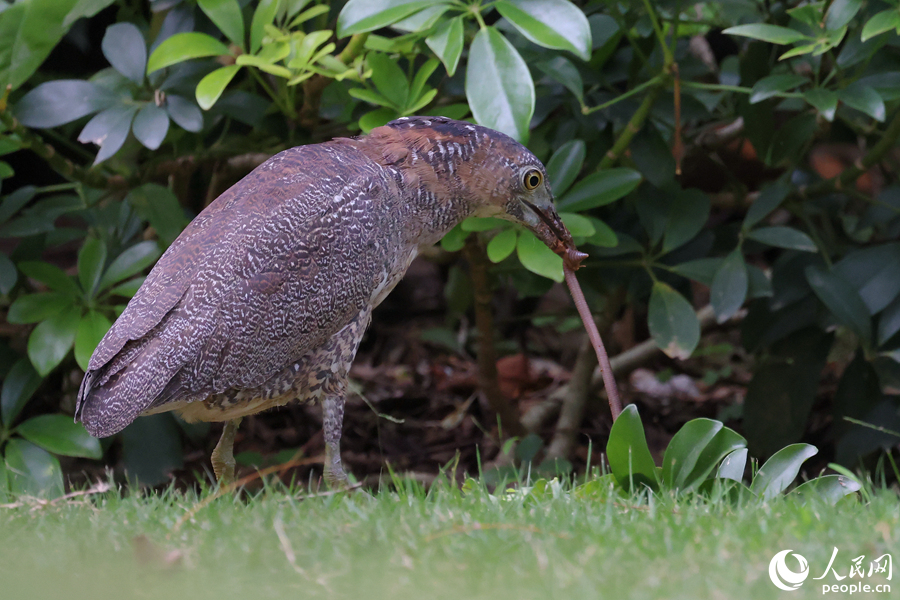 黑冠鳽將蚯蚓從泥土中拽出，像極了“拔河”。人民網(wǎng)記者 陳博攝