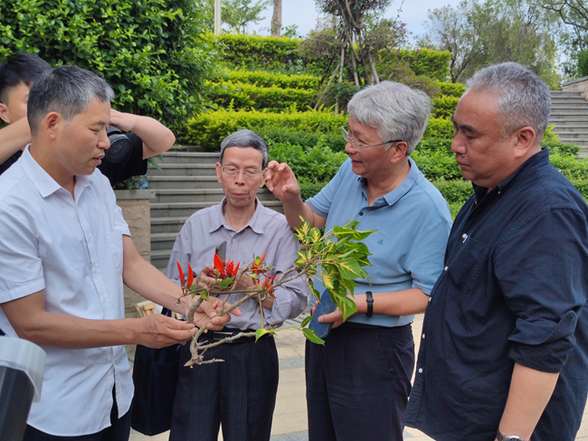 “古老”刺桐鑒定現(xiàn)場。泉州市林業(yè)局供圖