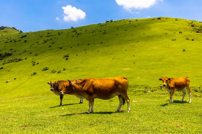 大姆山天然高山草場(chǎng)。南嶺鎮(zhèn)供圖