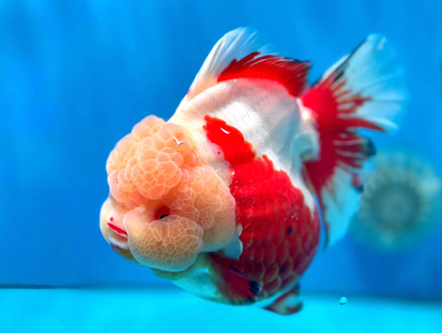 福州金魚(yú)。組委會(huì)供圖