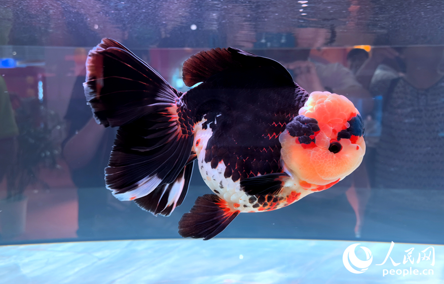 福州金魚(yú)。人民網(wǎng)記者 林曉麗攝