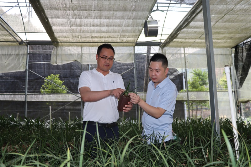 蘇亮永向游客介紹蘭花的品種。