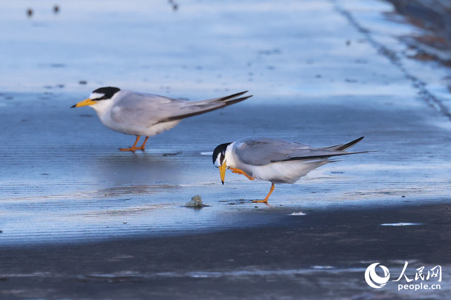 在堤岸上梳理羽毛的白額燕鷗。人民網(wǎng)記者 陳博攝