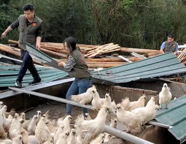 清理倒塌的養(yǎng)殖棚。