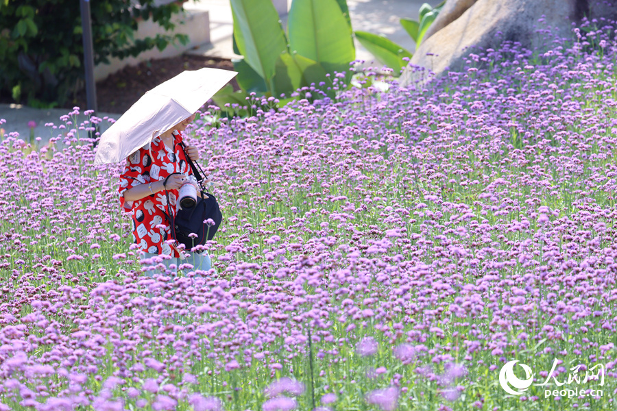 攝影愛好者頂著烈日在花海中漫步。人民網(wǎng)記者 陳博攝
