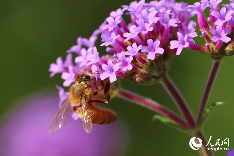 蜜蜂在淡紫色花穗中采蜜。人民網(wǎng)記者 陳博攝