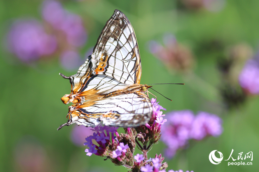 彩蝶流連花間。人民網(wǎng)記者 陳博攝