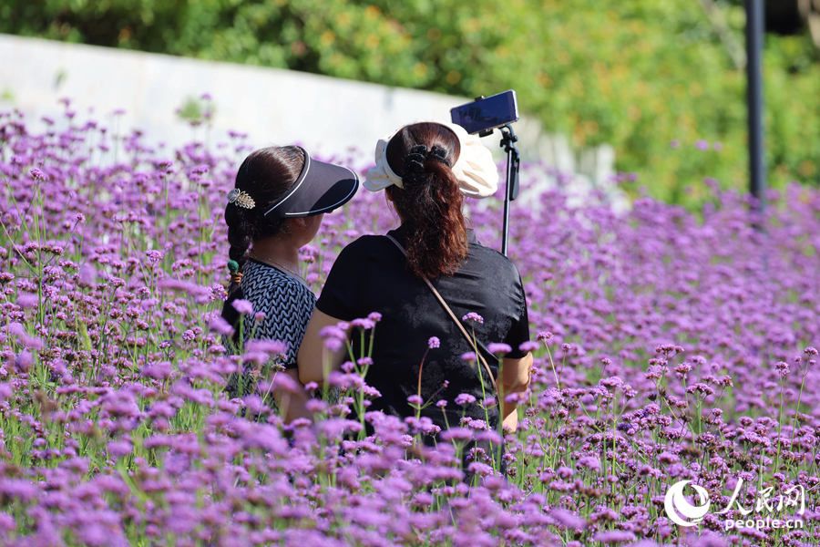 游客徜徉于花海之中，用手機記錄美好時刻。人民網(wǎng)記者 陳博攝