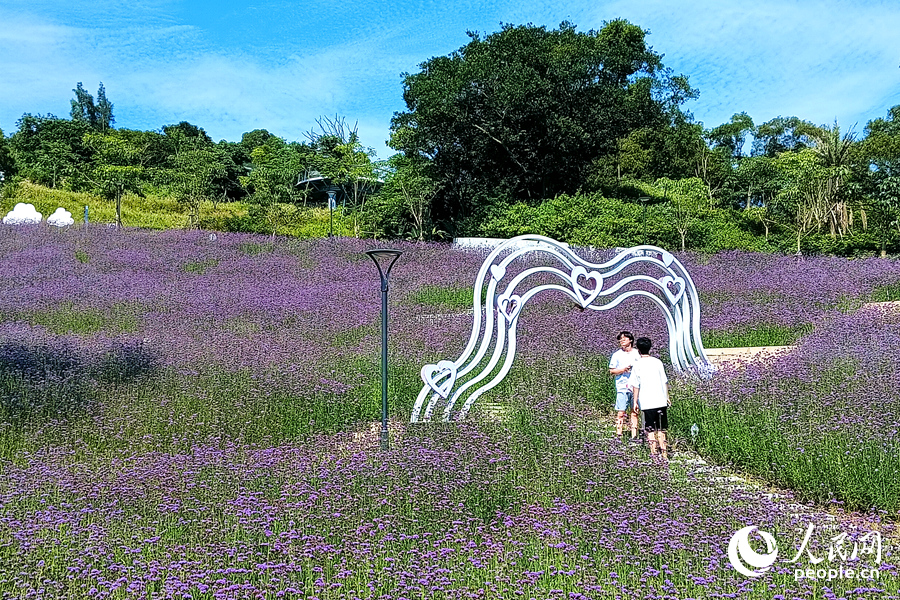 時值夏至，廈門版“普羅旺斯”盡收眼底。人民網(wǎng)記者 陳博攝